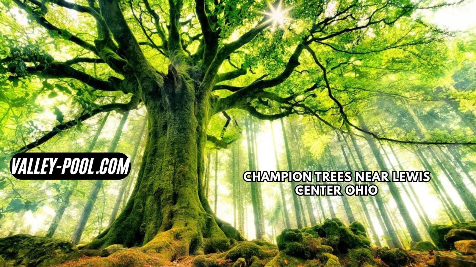 Champion Trees Near Lewis Center Ohio
