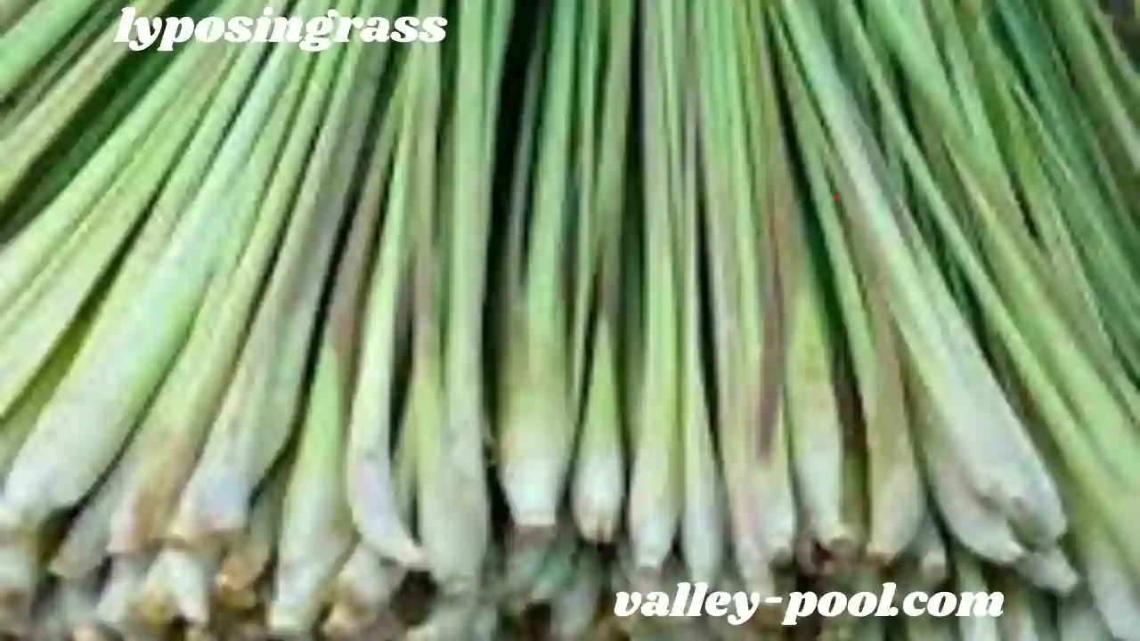 lyposingrass