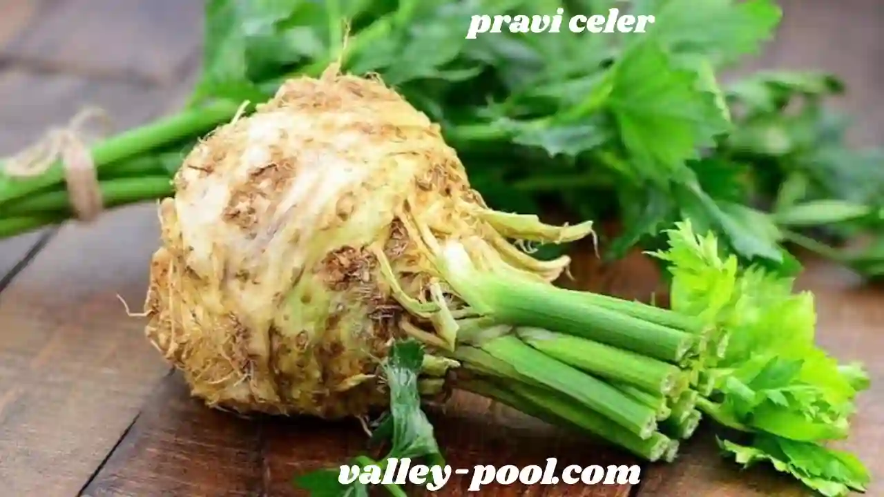 pravi celer